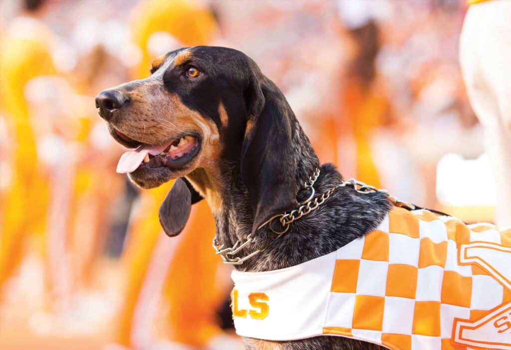 Smokey the dog stands handsomely on the sidelines at Neyland Stadium, wearing an orange and white checked cape