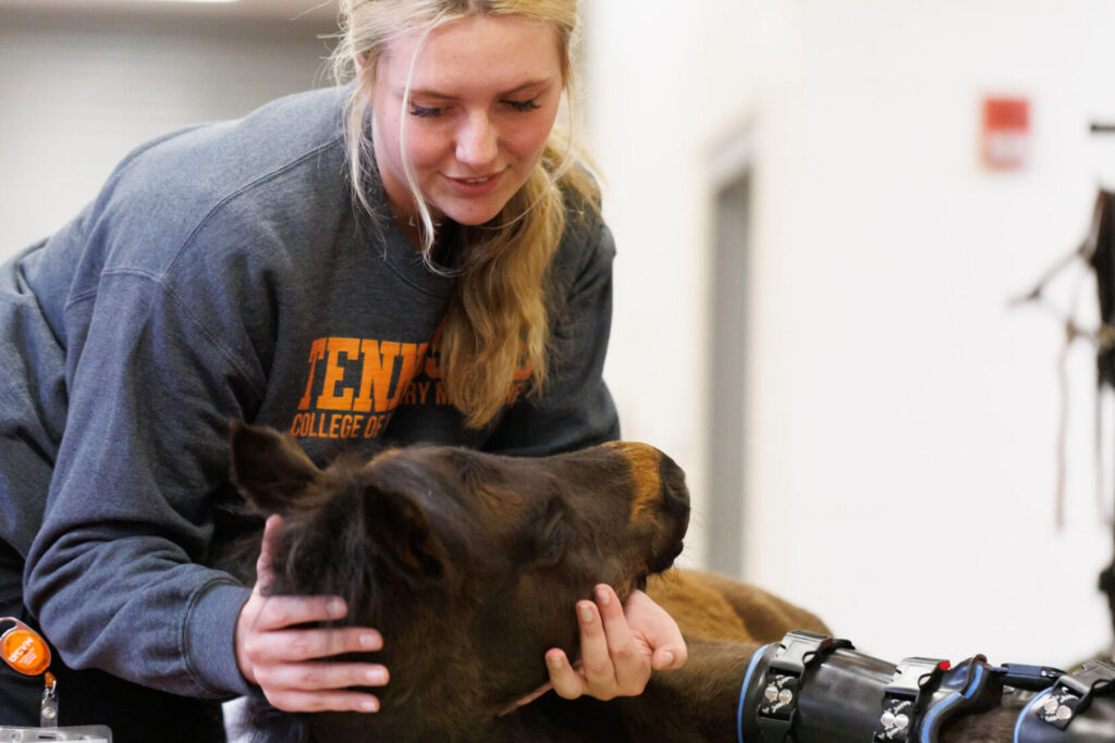 A student works with an injured pony
