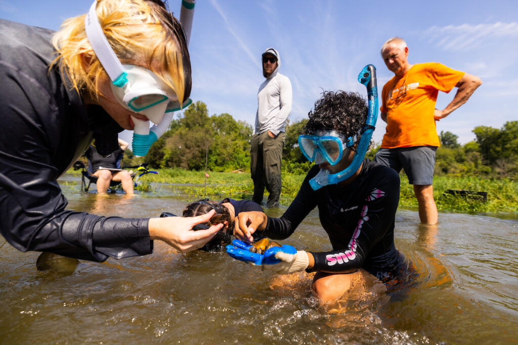 Undergrad students majoring in Wildlife and Fisheries Science snorkel in a shoal along the Nolichucky River while performing quantitative sampling of the mussel community with the McClung Museum on September 12, 2023. Photo by Steven Bridges/University of Tennessee. UTK UTK