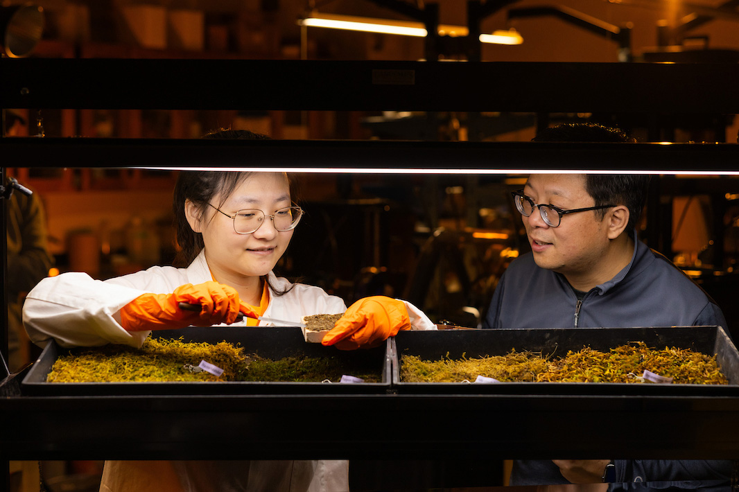 Xi Xiao, post-doctoral researcher, uses moss to inoculate Phyto-activated functional Living Materials (PhantoM) with Dr. Hongyu Zhou, professor, in a Science and Engineering Research Facility (SERF) lab on December 12, 2023. Photo by Steven Bridges/University of Tennessee..
Keywords
Tickle College of Engineering; Civil and Environmental Engineering; lab; research; Institute for Energy and Environment; sustainable building systems; circular bioeconomy; Produced; Postdoc; Professor; Faculty; Teacher; Sustainability
20231212_Moss_Research_045.cr3
Keywords
Tickle College of Engineering; Civil and Environmental Engineering; lab; research; Institute for Energy and Environment; sustainable building systems; circular bioeconomy; Produced; Postdoc; Professor; Faculty; Teacher; Sustainability UTK UTK