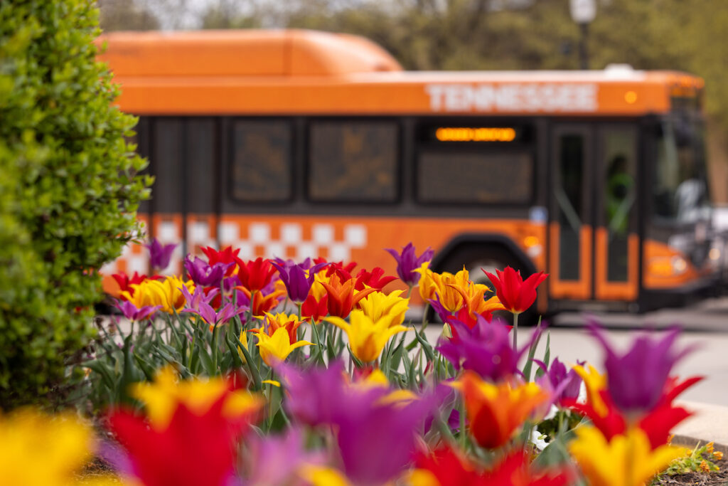 A campus bus driving through campus shot through pink, yellow, and orange tulips. Photo by Sarah Marquez Hidalgo, University of Tennessee